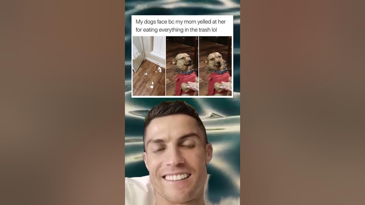 RIP The Dog 🤣😨 - YouTube