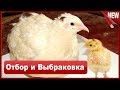 Перепела Техас отбор и выбраковка. Особенности содержания и выращивания перепелов.