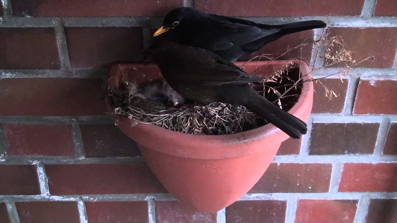 Amsel, Nester und Balkone