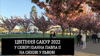 Цвітіння сакур 2022 у сквері Іоанна Павла II, Сихів, проспект Червоної Калини, Львів, Львівська обл.