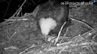 Hanover Eagles Live Cam Hdontap Free Live Cams From Around The World Mozilla Firefox 2024 04 0