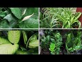 What Houseplant To Pick At Home Depot 2020