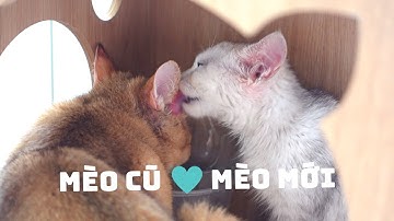 Cách Để Mèo Cũ Làm Quen Mèo Mới 😻💚 | Sunny Gặp Windy Lần Đầu Tiên Như Thế Nào?