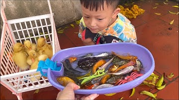Tổng hợp video cá cảnh đẹp, Chip Pi bắt con vịt , cá dọn bể , rùa , cá chép koi đỏ , cá mập , cá cua