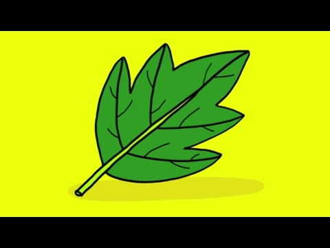 Vidéo: Comment Dessiner Des Feuilles D'arbre