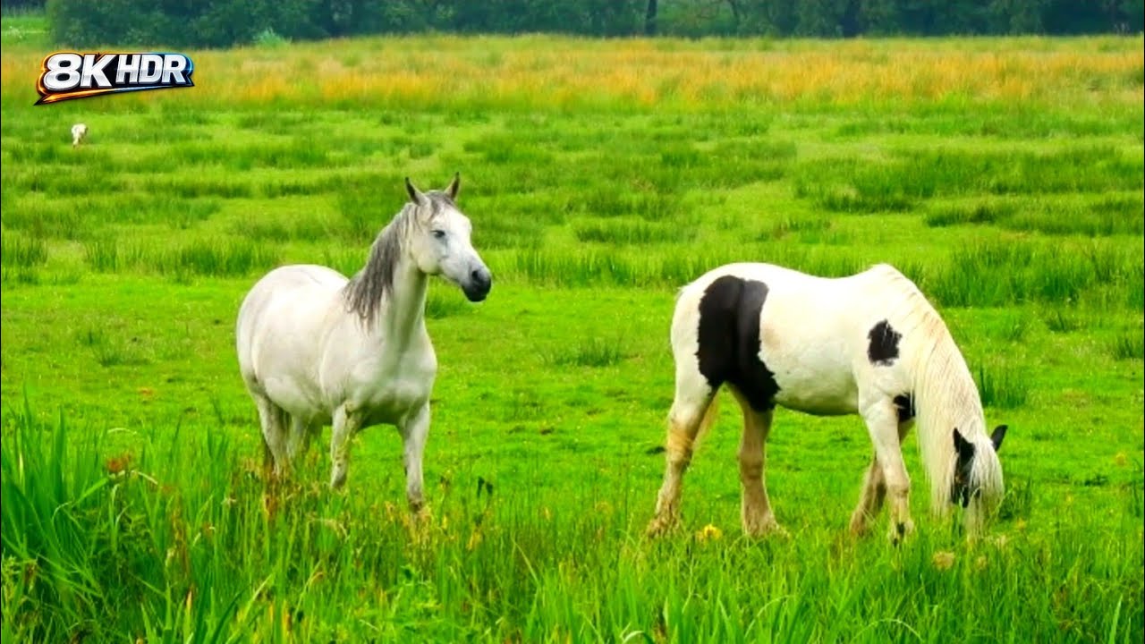 Beautiful Nature View in 8K 🌿🦅🐟 | Birds, Fish & Relaxing Music for Peaceful Mind