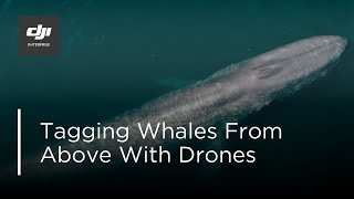 Ocean Alliance: Tagging Whales With Drones