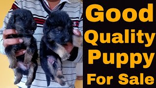 German Shepherd Dog Puppy For Sale || Pure German || Dog Farming in india