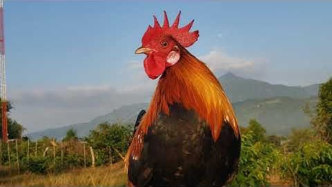 Lo peb saib kv 2 tug qaib tshiab