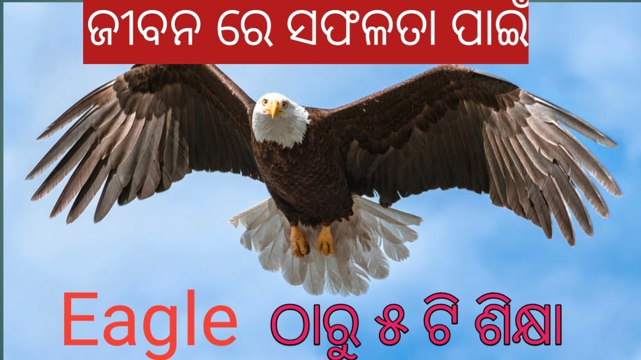 5 Life Changing lessons, Eagle mentally motivational video in Odia, The