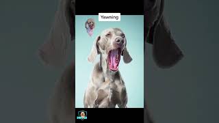 Dope Doggo Facts #shorts Dope Doggo Facts #shorts