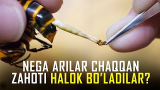 Nega Arilar Chaqqan Zahoti Halok Boladilar