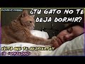 10 Consejos Para Evitar Que Tu Gato Te Despierte de Noche  *Dormirá Toda La Noche* - SiamCatChannel