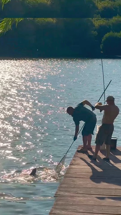 Карпфішинг 2024! Спритна та шустра рибка😀 #карпфішинг #carpfishing # ...