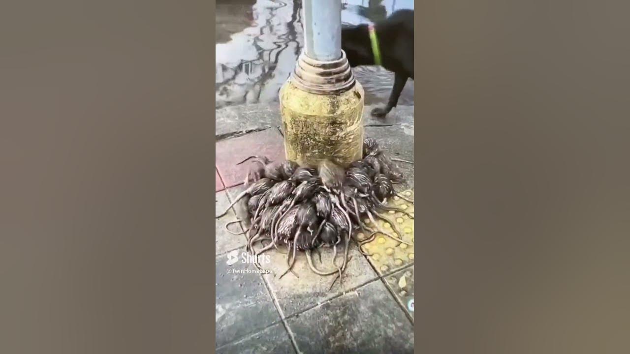 this-is-what-happens-to-rats-when-it-rains-youtube