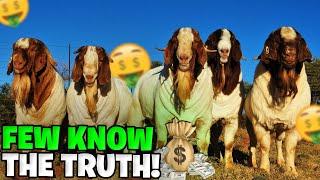 Discover Why Boer Goats Are Simply Amazing! by Puro boer 4R 8,622 views 3 months ago 5 minutes, 8 seconds