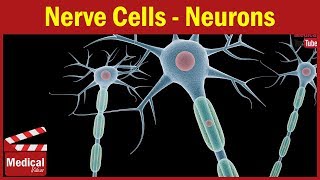 Neuron / Nerve Cell - 2 minutes illustration ( Pharmacology Made Easy )