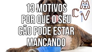 Mancando pata dor cão frontal sem