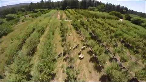Sheep in the Orchard (Drone Footage)