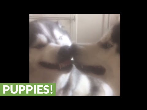 hilarious-husky-tug-of-war-over-piece-of-paper