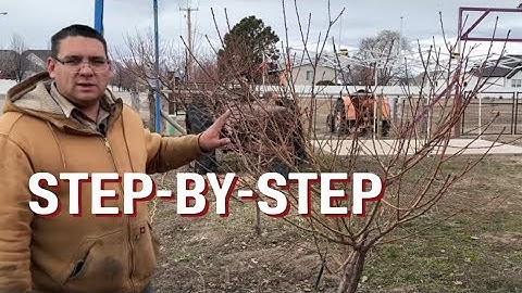 YEAR 3: How To Prune Your Peach Tree