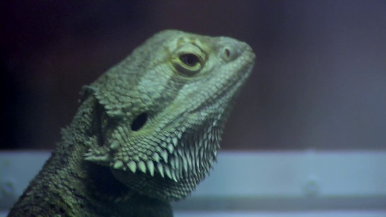The Center For Avian & Exotic Medicine - Short | New York, NY