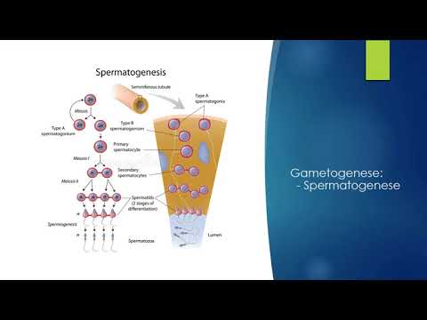 1.01 Embryologie Spermatogenese