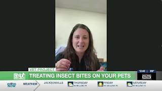 Vet Project: Treating insect bites on your pets