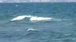 frontloop nurita kiter