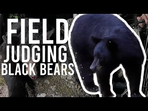 How To Field Judge Black Bears