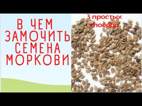 Способы замачивания моркови перед посадкой На выбор