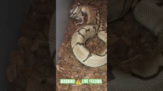 WARNING ⚠️ LIVE FEEDING #warning #live #feed #feeding #livefeed #ballpython #monsoon #axanthic #ball