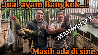 JUAL AYAM BANGKOK SUPER MANTAP DAN AYAM WIN 17 X