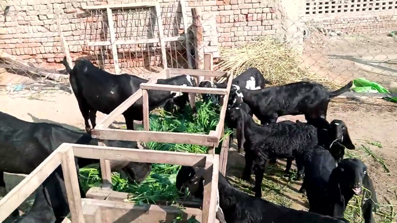 goat eating grass amazing vilog video