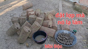 Chế biến mồi đặt lợp tép. Cái kết tép này nó lạ lấm | Săn bắt SÓC TRĂNG |