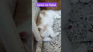 Garmi Me Rahat | #cuteanimal #cutepet #cute #catlover #persiancat #cutecat #cute #shortsvideo #viral