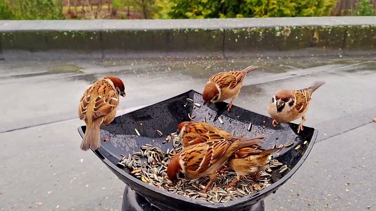 Caring birds through Feeding 