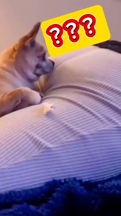 Anjing Di Kentutin Short