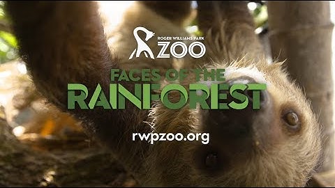 Discover Faces of the Rainforest! 🐒