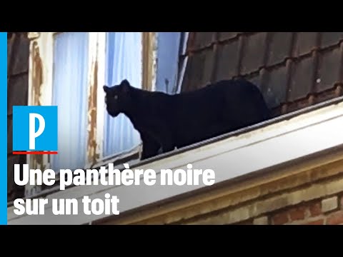 Vidéo: La panthère noire a-t-elle des taches ?