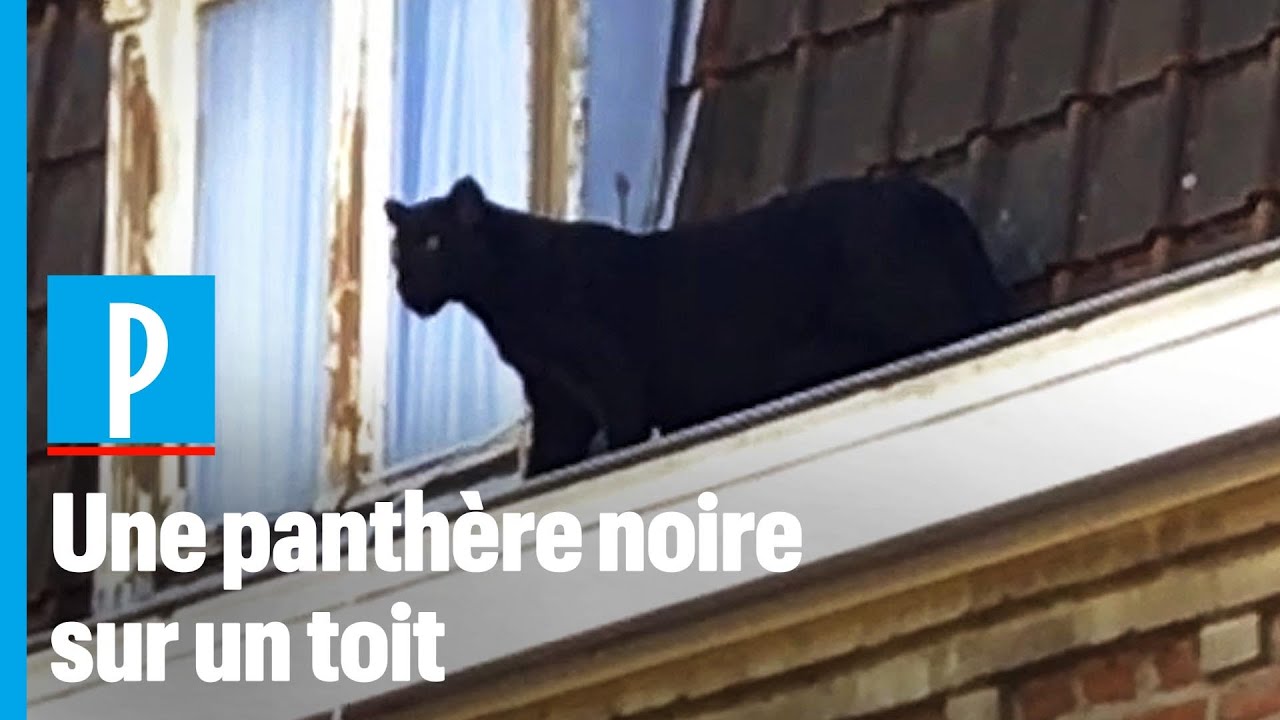 Une Panthere Noire Se Balade Sur Le Toit D Un Immeuble D Armentieres Youtube