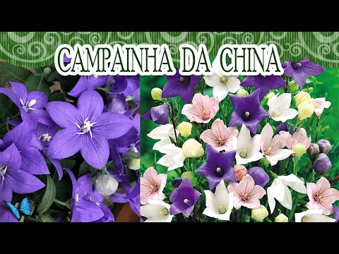 Campainha da China | Canal da Re