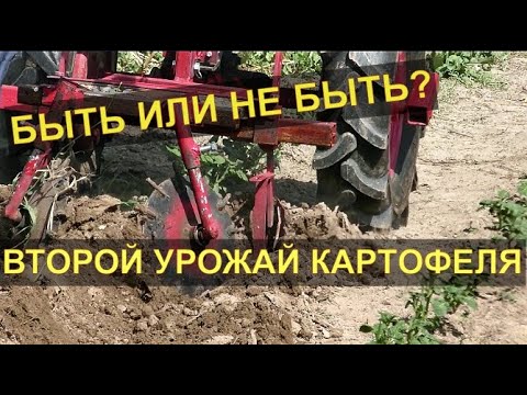Слепое окучивание мотоблоком.