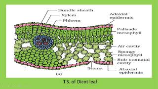 T.S. of Dicot and Monocot leaf