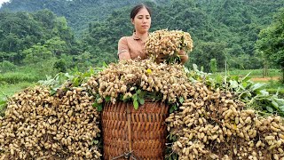 Harvesting Peanut fields, Processed into Food goes to the Market sell | Tran Thi Huong