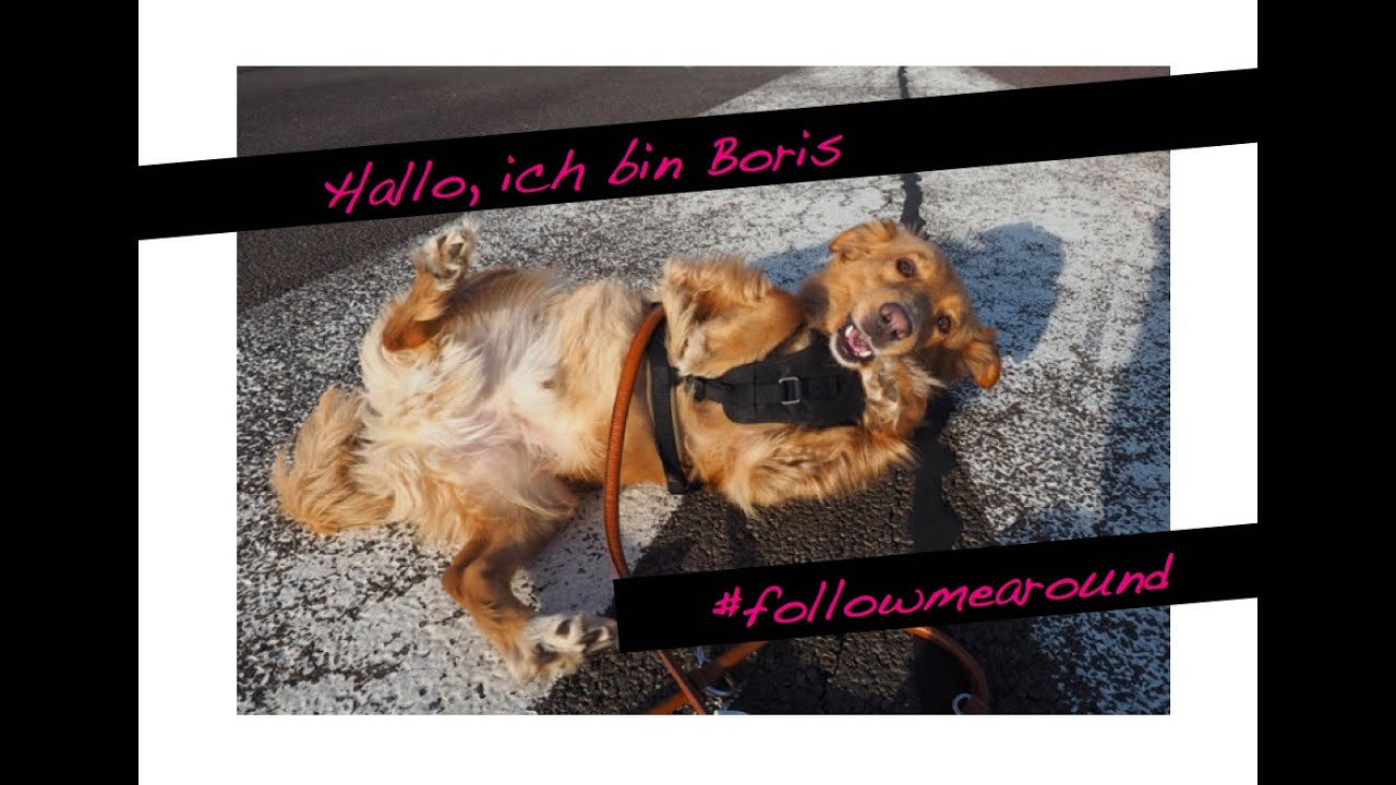 Das erste Hunde FOLLOW ME AROUND | Boris im Hundehotel - YouTube