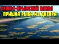 СЕВЕРО-КРЫМСКИЙ канал ПЕРЕПОЛНЕН и КИШИТ рыбой пришедшей из Днепра.РЕКОРДНЫЙ урожай в Крыму.Ждём РИС