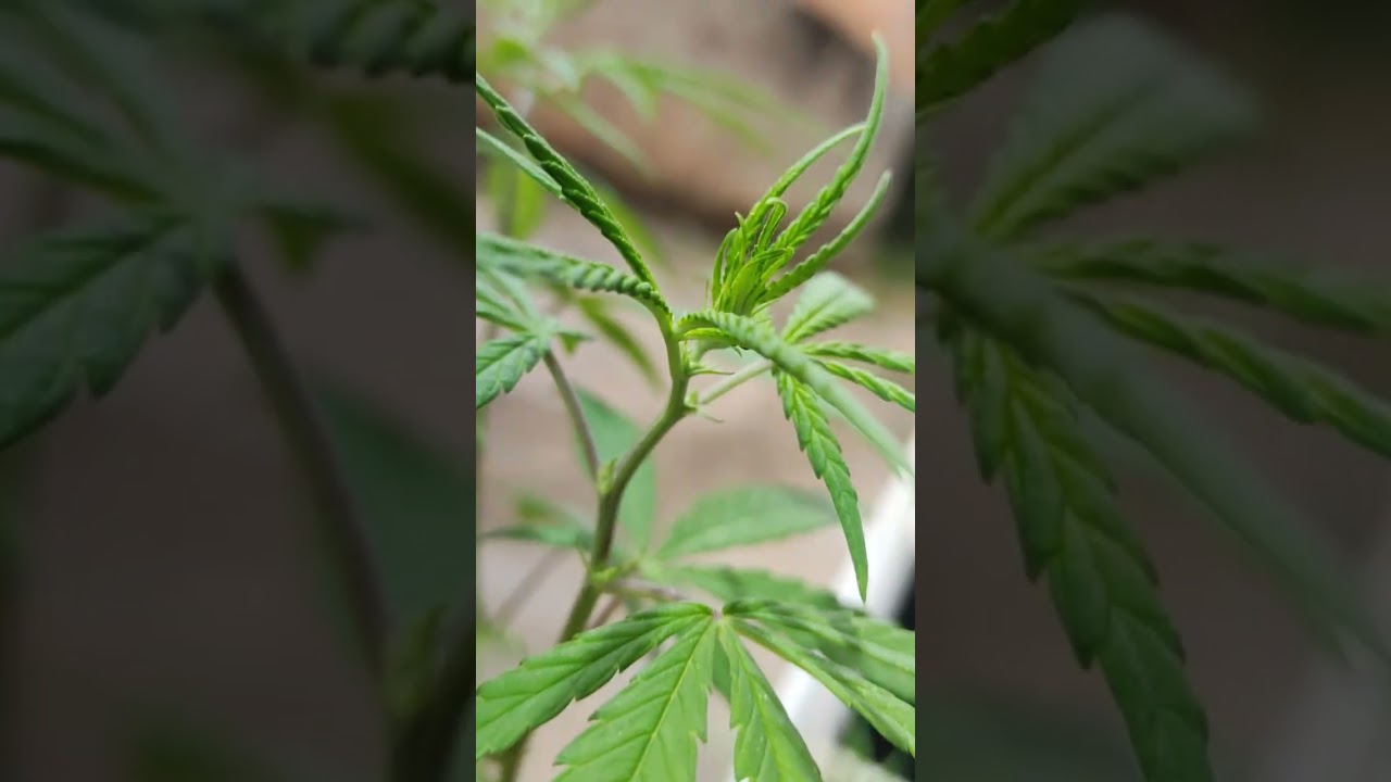 primeiro pistilos, semente de prensado começo da floração.