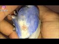 Çok Aşırı Kızgın Dişi Muhabbetkuşu - horny female bird