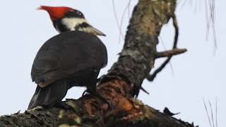 Pileated Woodpecker (Dryocopus pileatus) Dutton Island Preserve